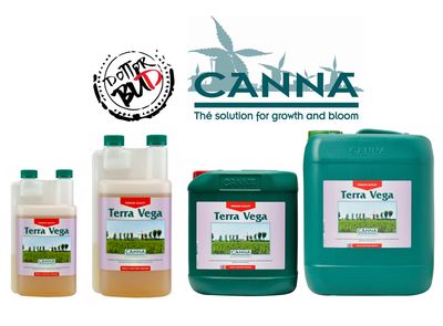 Canna | Terra Vega - Fase vegetativa
