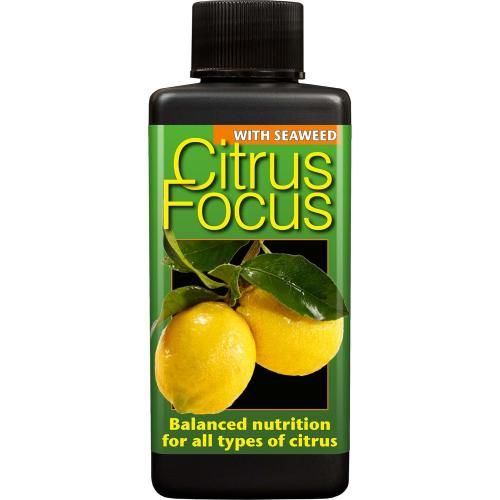 Citrus Focus Citrus Focus