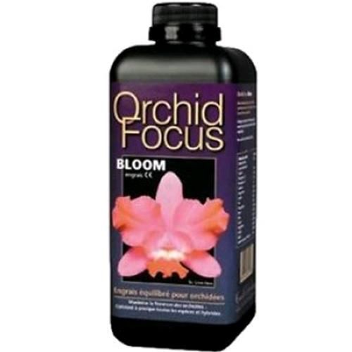 Orchid Focus Bloom