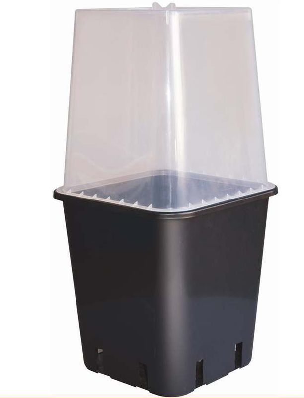 Vaso serra trasparente P & b con coperchio per vasi da 11 litri o più, ideale per microclima umido