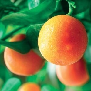 Orange - Sinaasappel 