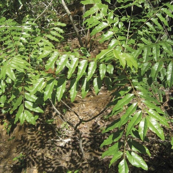 Katafray Essentiële olie