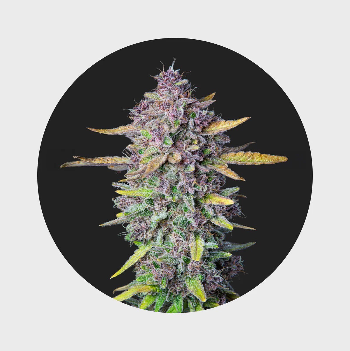 Cali Genetics Purple Milkshake 32,6% THC 🌱3 Seeds