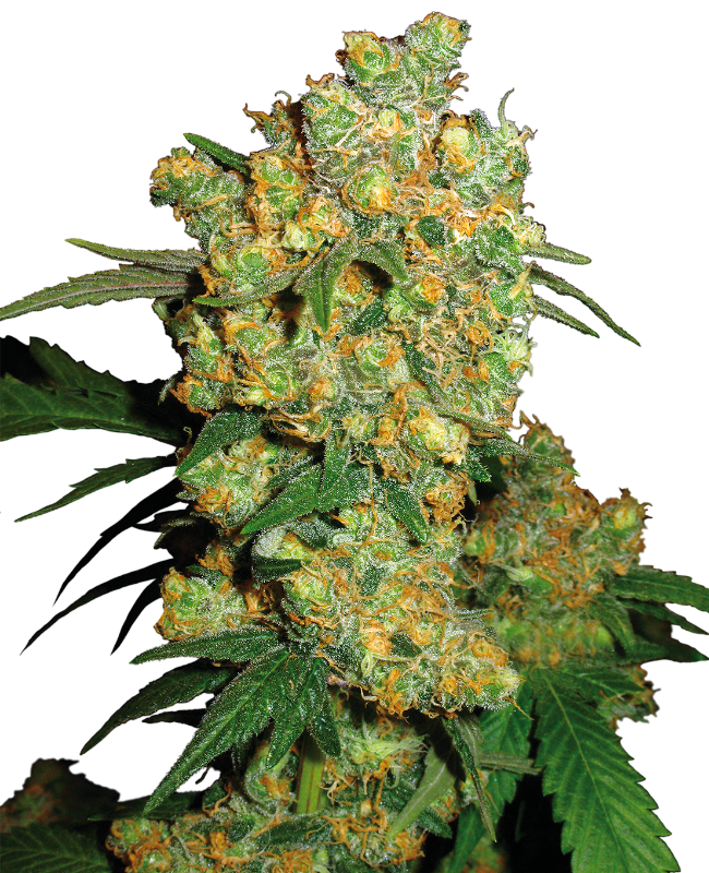 Big Bud Feminisierte Hanfsamen 4 Seeds
