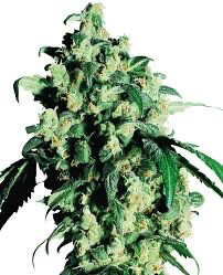 Super Skunk Feminisierte Hanfsamen 4 Seeds Super Skunk Feminisierte Hanfsamen 4 Seeds