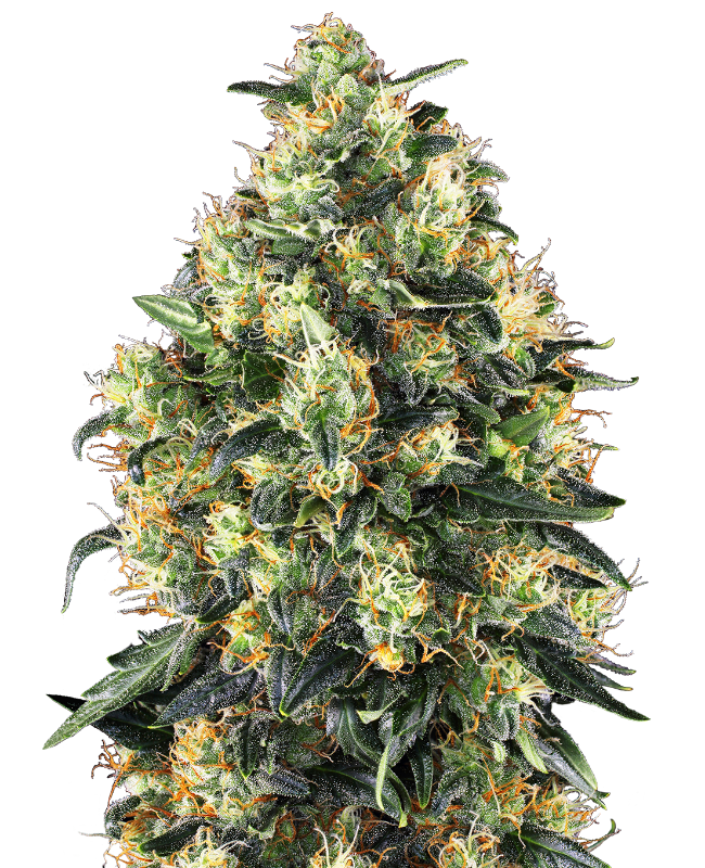 Super Skunk Automatic Hanfsamen 3 Seeds