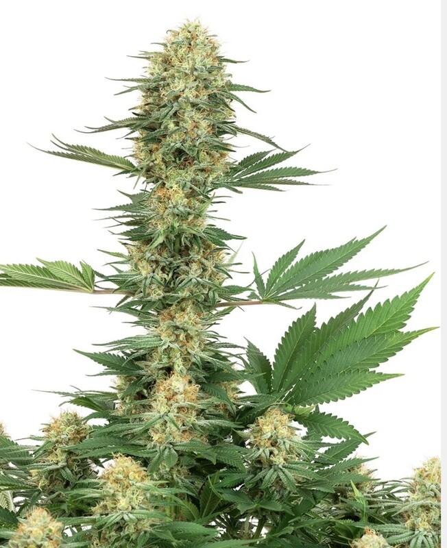 Gelato #420 Feminisierte Hanfsamen von White Label 3 Seeds Gelato #420 Feminisierte Hanfsamen von White Label 3 Seeds