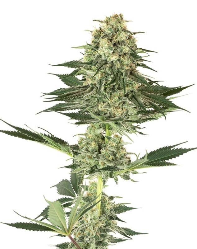 Sensi Seeds Banana Kush Cake Feminisierte Hanfsamen Sensi Seeds Banana Kush Cake Feminisierte Hanfsamen