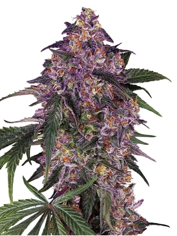 Sensi Seeds Sensi Purple Kush Feminisierte Hanfsamen 3 Seeds Sensi Seeds Sensi Purple Kush Feminisierte Hanfsamen 3 Seeds