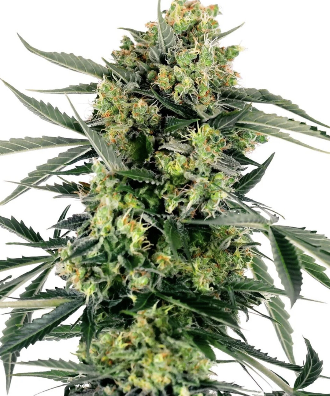 Blueberry Zkittlez Automatic Hanfsamen  4 Samen