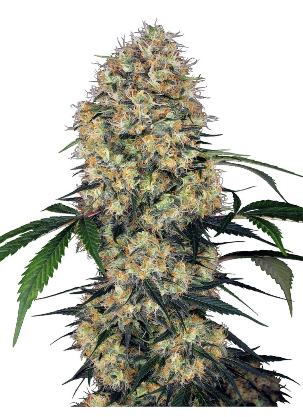 Sensi Amnesia XXL Automatic Hanfsamen 4 Samen