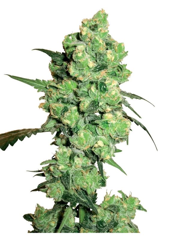 Super Skunk Feminisierte Hanfsamen von White Label 3+1 Samen Super Skunk Feminisierte Hanfsamen von White Label 3+1 Samen