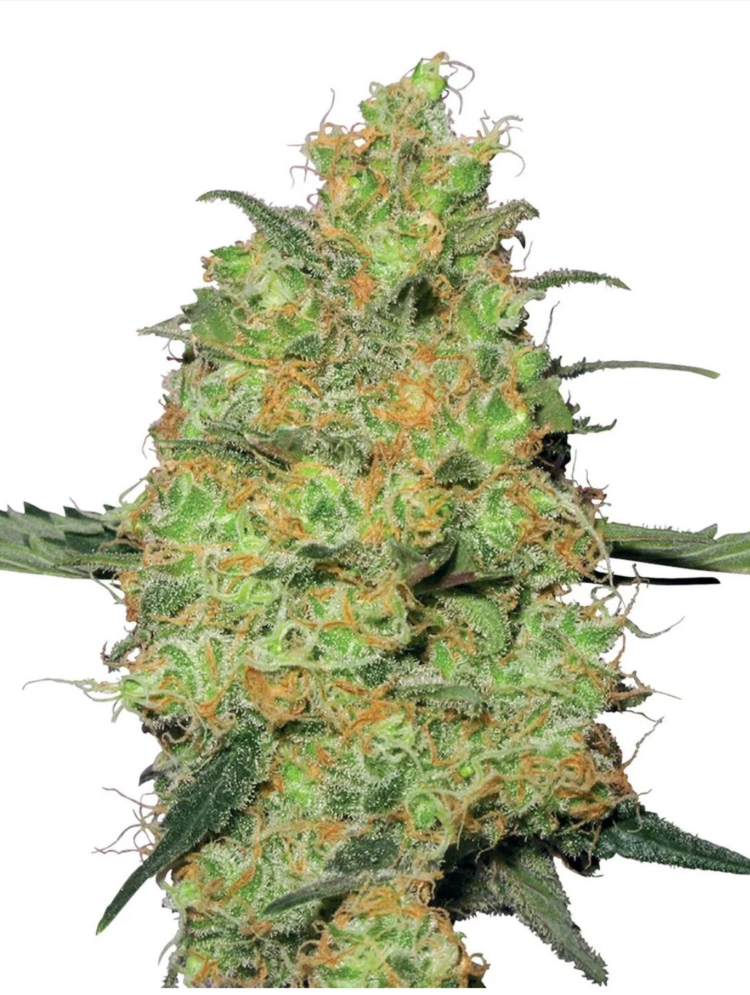 Master Kush Feminisierte Hanfsamen von White Label 3+1 Samen