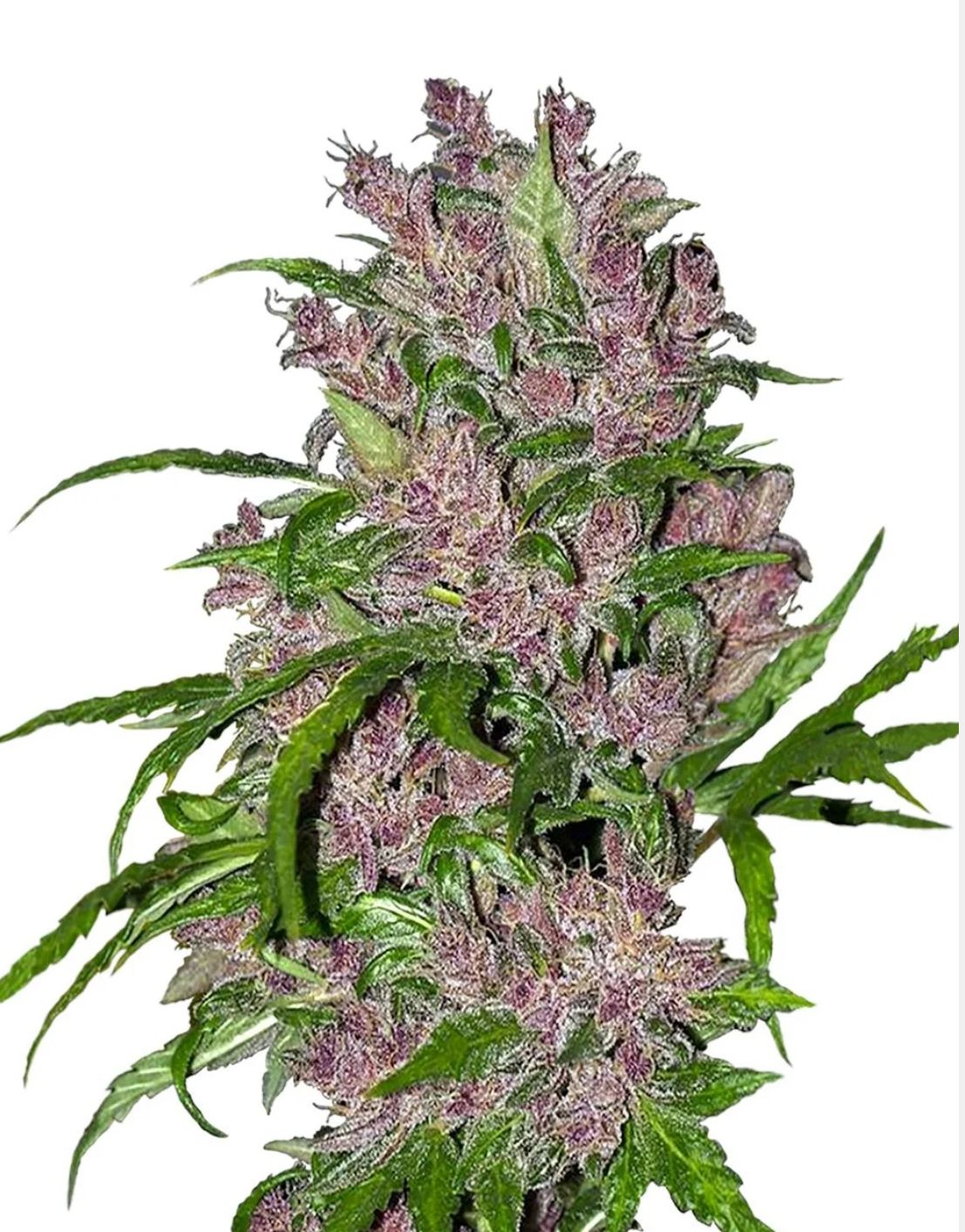 Sensi Seeds Hanfsamen Purple Bud Automatic Feminisiert von White Label