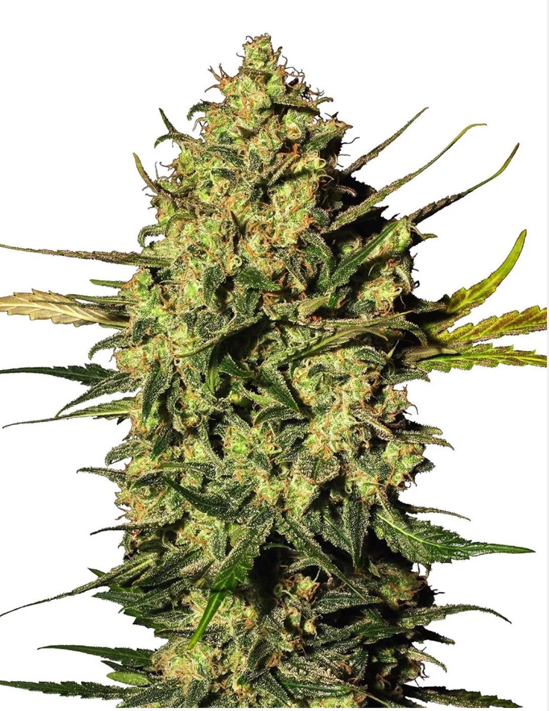 Sensi Seeds Hanfsamen Master Kush Automatic Feminisiert von White Label