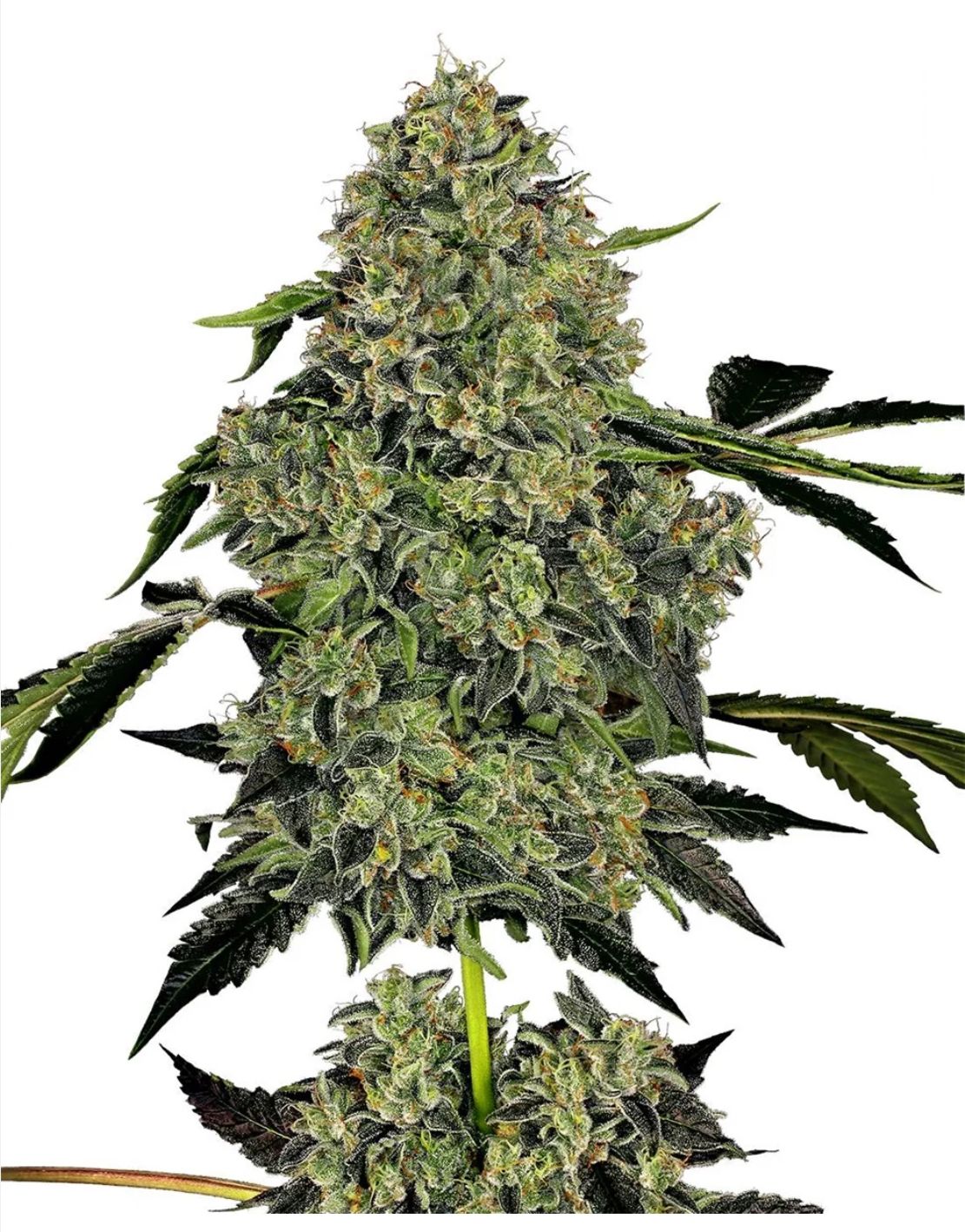 Sensi Seeds Hanfsamen OG Kush Automatic Feminisiert von White Label