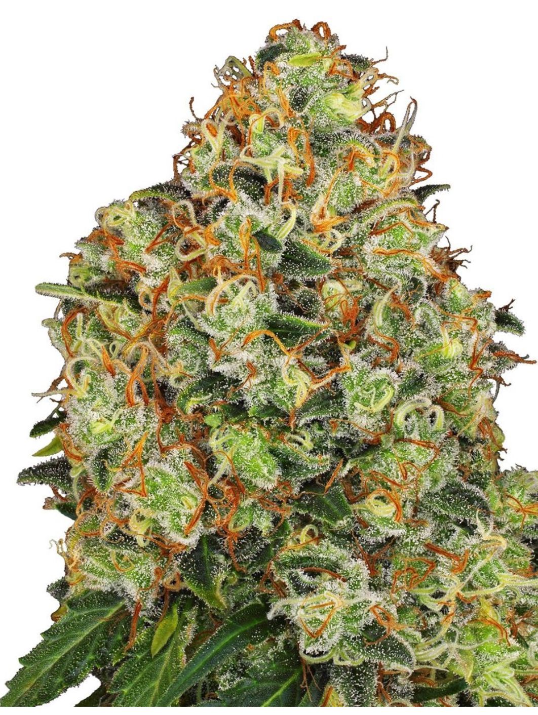 Sensi Seeds Hanfsamen Sweet Tangerine Tango Automatic Feminisiert von White Label