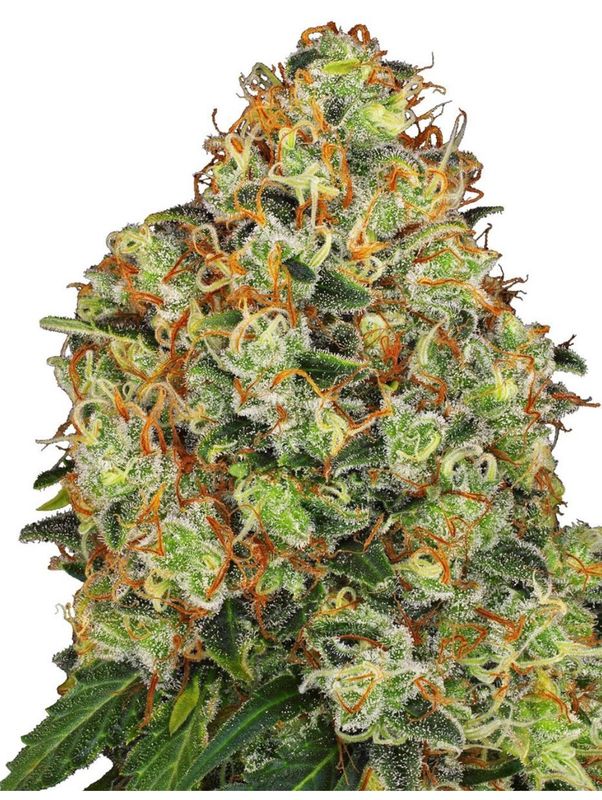 Sensi Seeds Hanfsamen Sweet Tangerine Tango Automatic Feminisiert von White Label