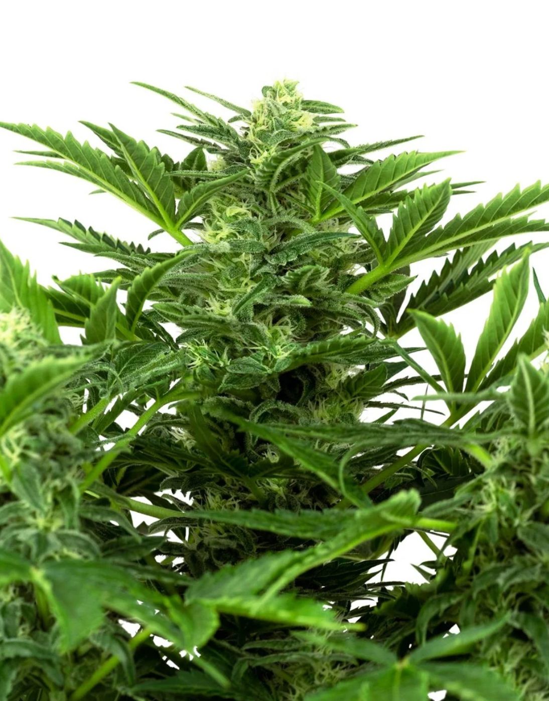 Sensi Seeds Hanfsamen Mandarin Punch Automatic Feminisiert