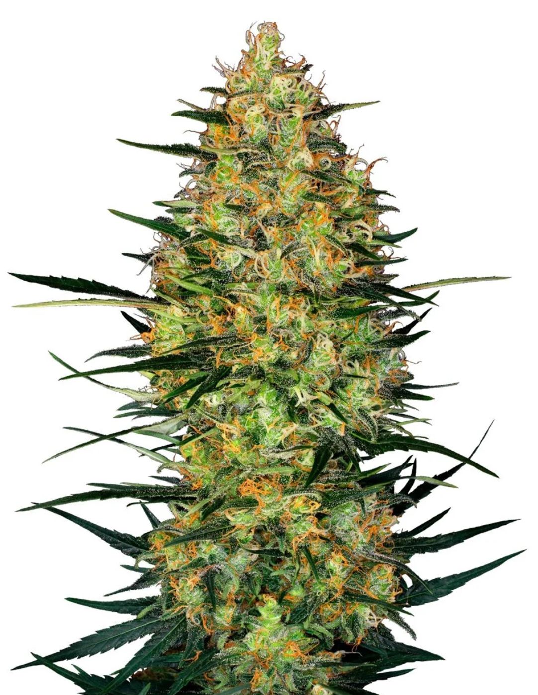 Sensi Seeds Hanfsamen Caramellow Kush Automatic Feminisiert