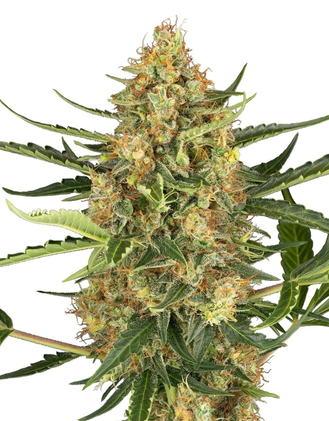 Sensi Seeds Hanfsamen Blueberry Bubblegum Automatic Feminisiert