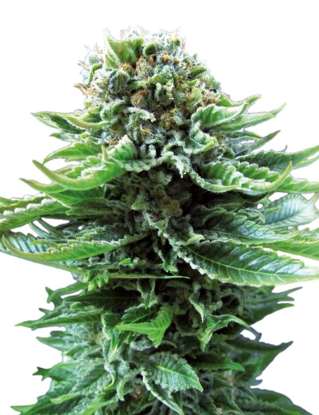 Sensi Seeds Hanfsamen Northern Lights Automatic® Feminisiert