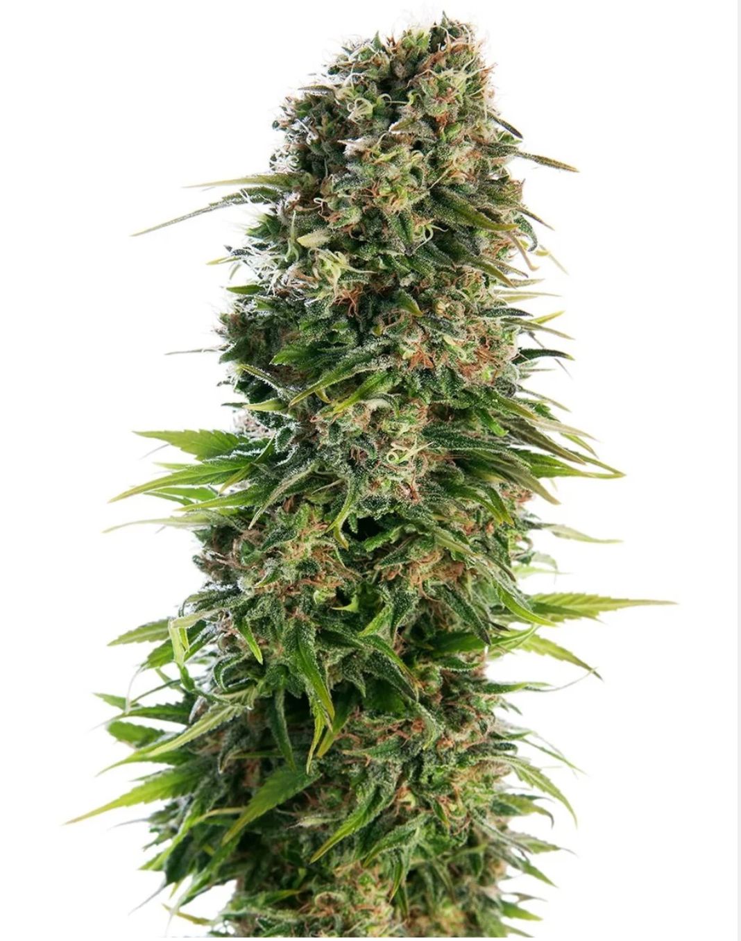 Sensi Seeds Hanfsamen Hindu Kush Automatic® Feminisiert