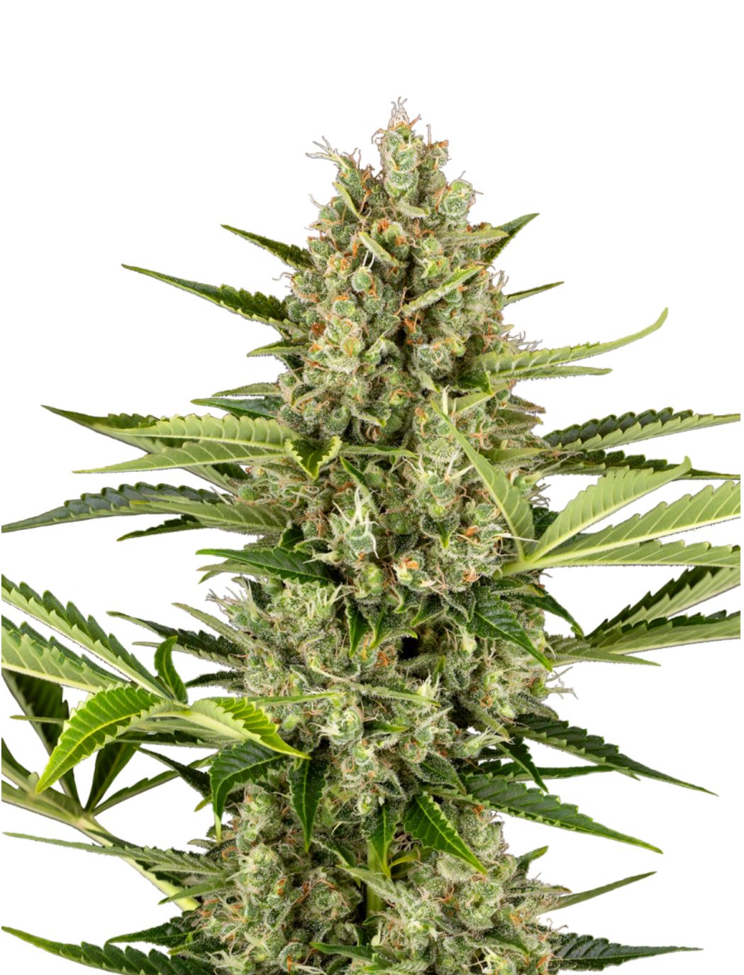 Sensi Seeds Hanfsamen Jack Herer Automatic Feminisiert