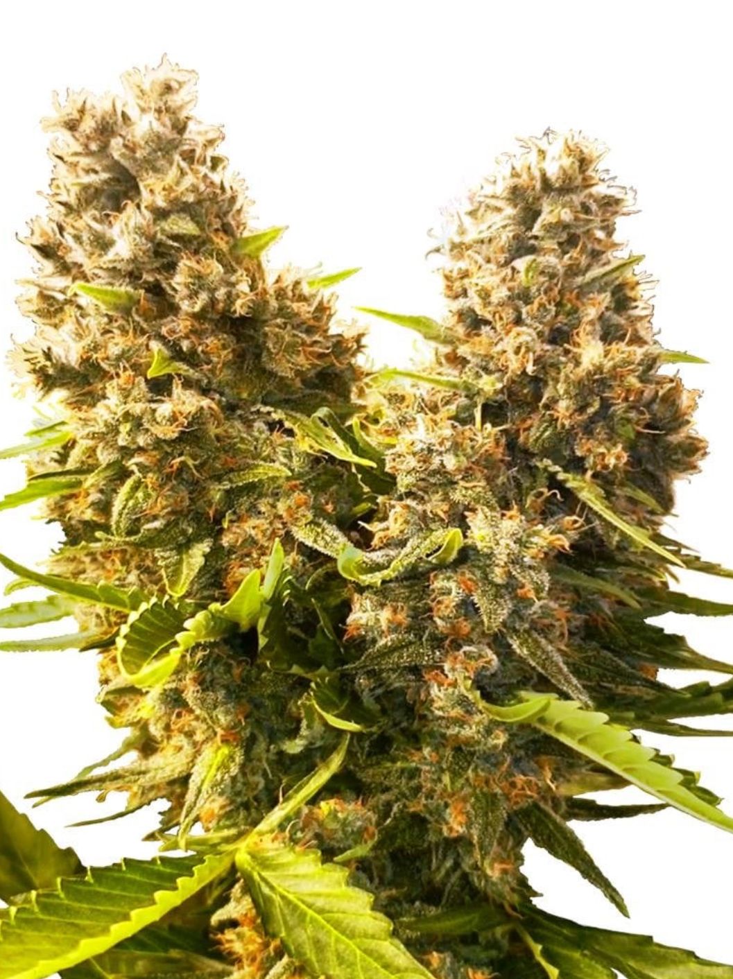 Sensi Seeds Hanfsamen Banana Kush Cake Automatic Feminisiert