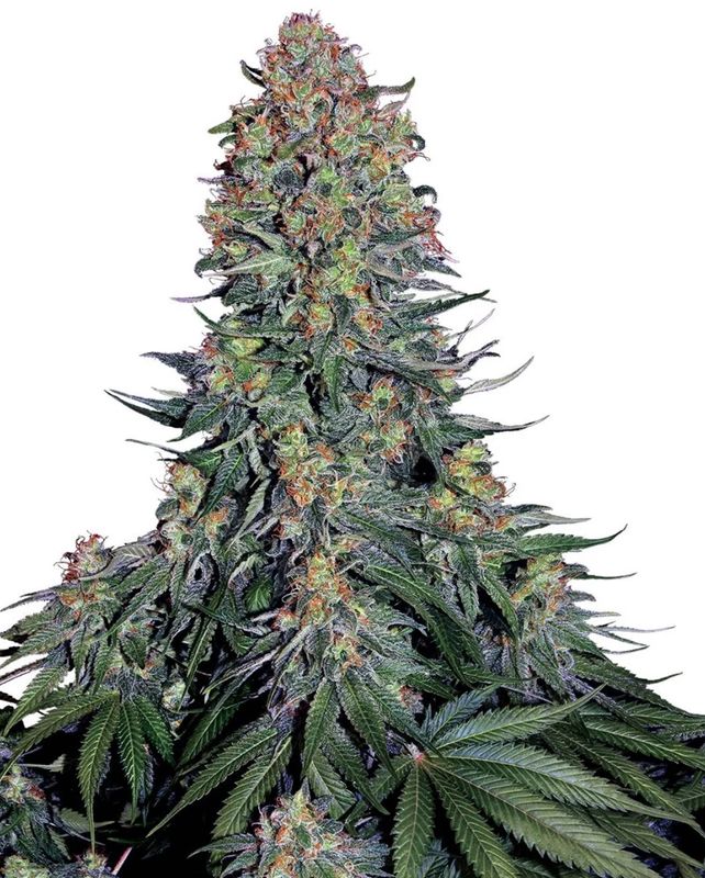 Sensi Seeds Hanfsamen Blue Skunk® Feminisiert Sensi Seeds Hanfsamen Blue Skunk® Feminisiert