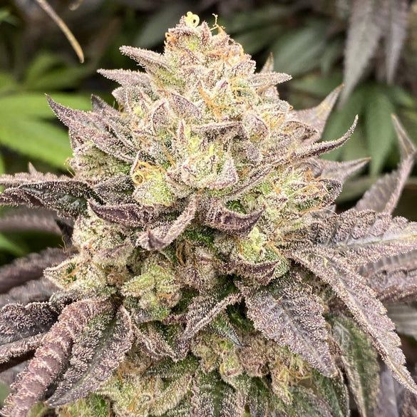 ? Girl Scout Cookies – Premium-Steckling mit einzigartigem Aroma