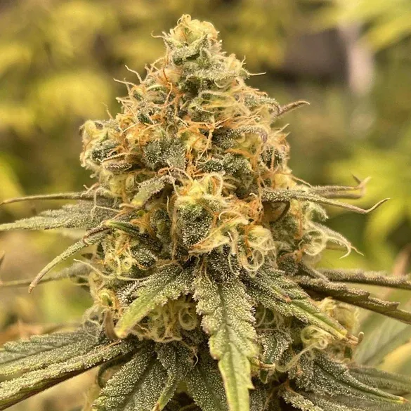 ? OG Kush – Der legendäre Klassiker mit kraftvoller Genetik