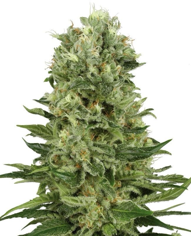 Skunk #1 Automatic – 3 + 1 Samen (4 Stück) Skunk #1 Automatic – 3 + 1 Samen (4 Stück)