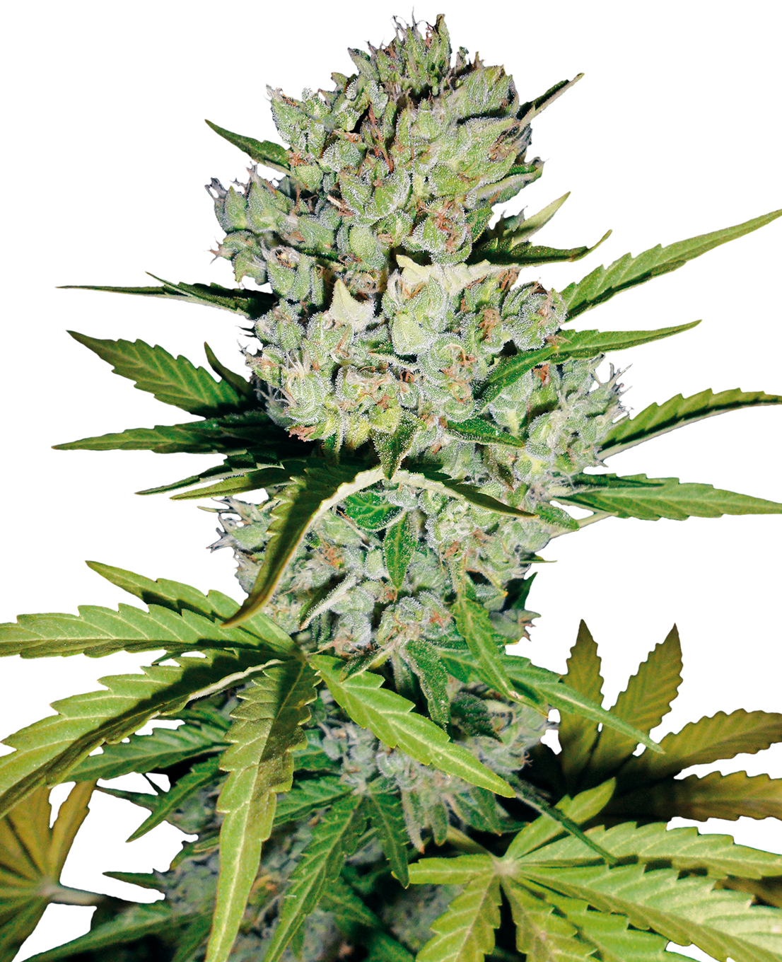 Super Skunk Automatic (White Label) – 3 + 1 Samen (4 Stück)