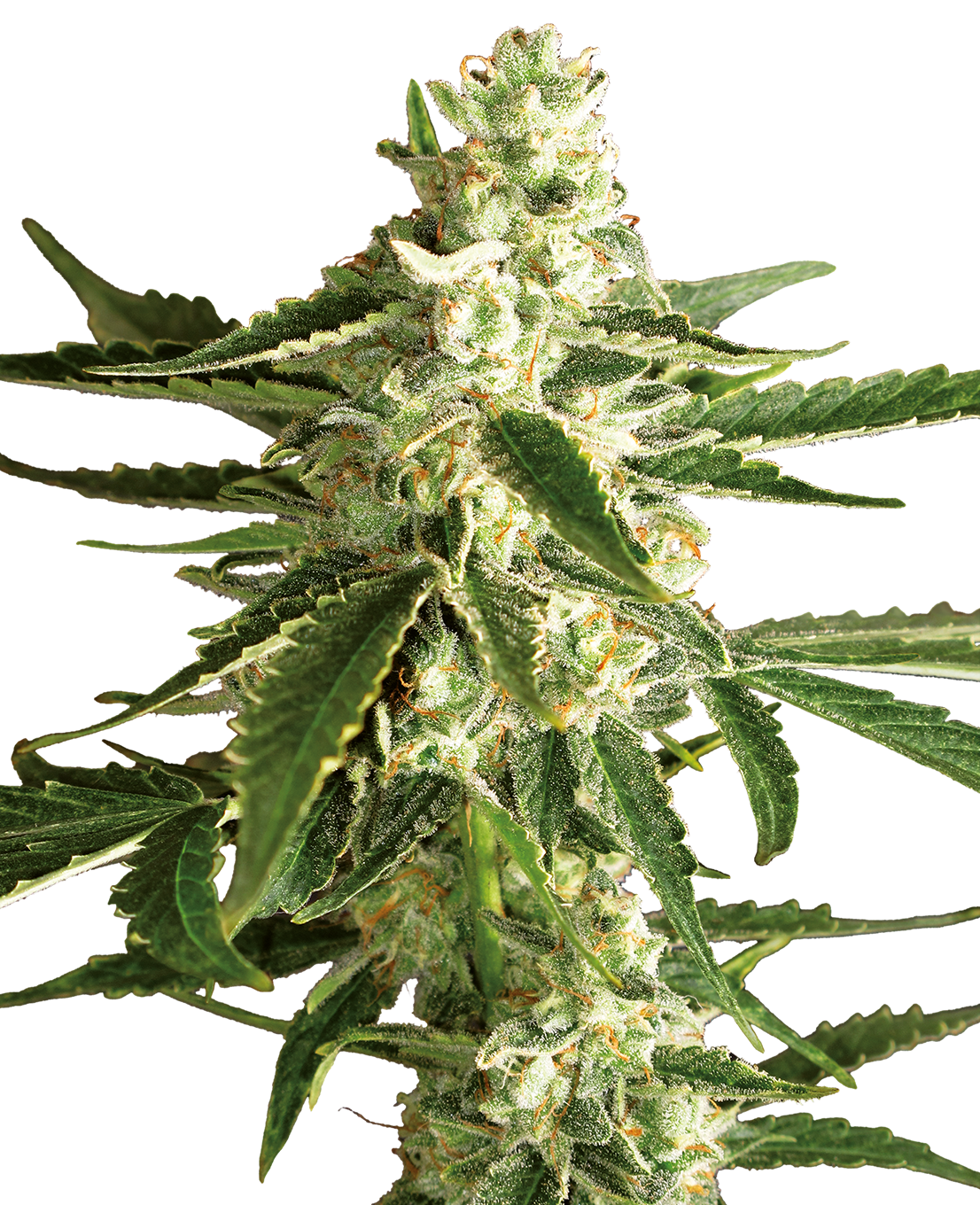 White Diesel Haze Automatic (White Label) – 3 + 1 Samen (4 Stück)