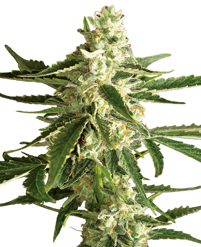White Diesel Haze Automatic (White Label) – 3 + 1 Samen (4 Stück) White Diesel Haze Automatic (White Label) – 3 + 1 Samen (4 Stück)