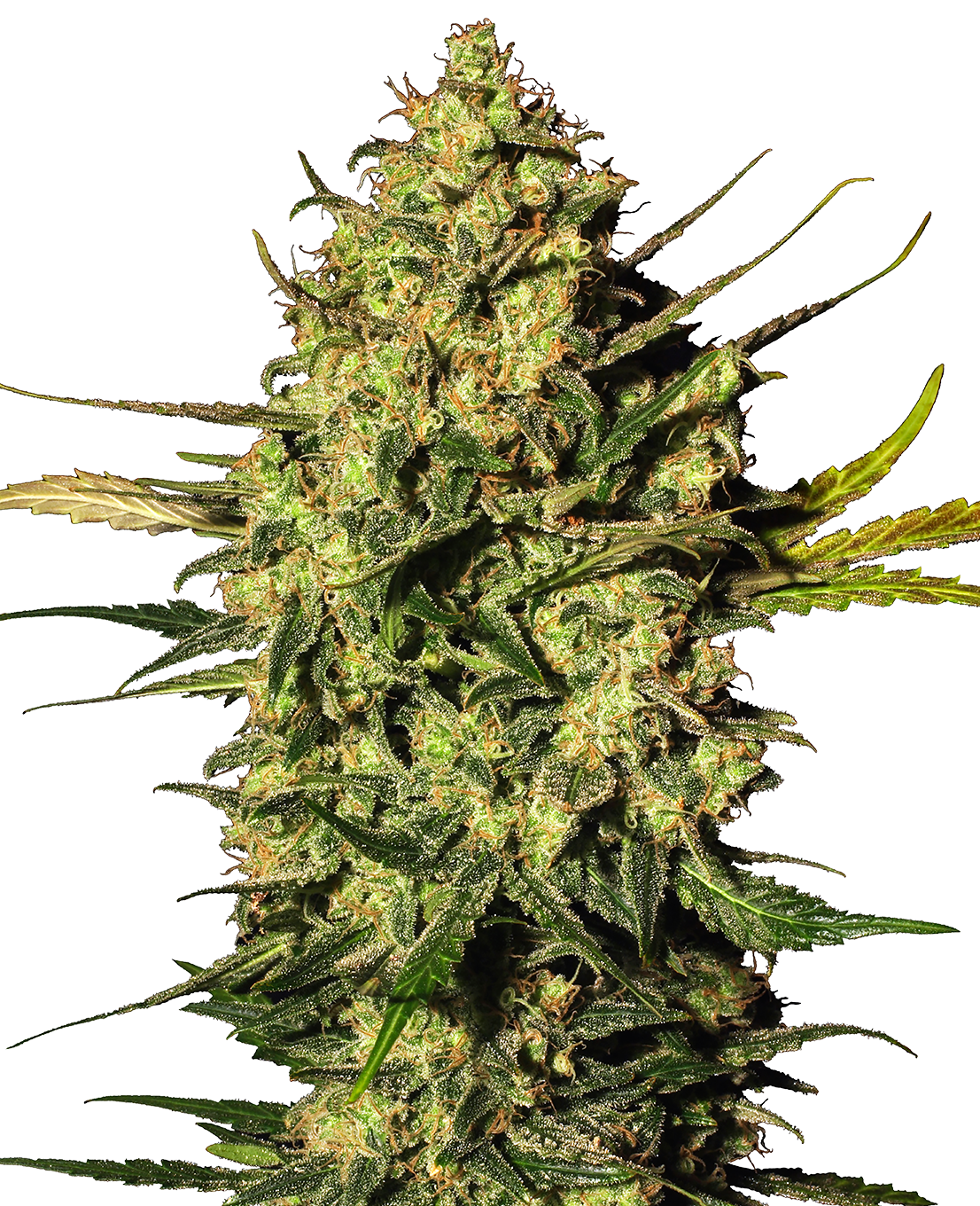 Master Kush Automatic (White Label) – 3 + 1 Samen (4 Stück)