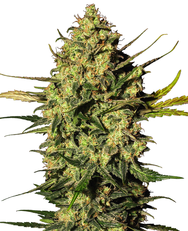 Master Kush Automatic (White Label) – 3 + 1 Samen (4 Stück) Master Kush Automatic (White Label) – 3 + 1 Samen (4 Stück)