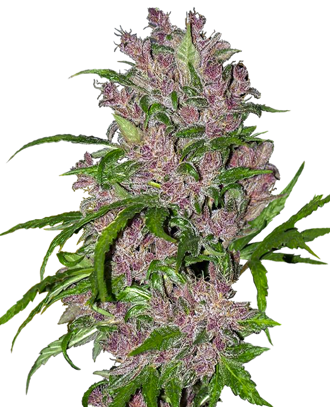 Purple Bud Automatic – 3 + 1 Samen (4 Stück) Purple Bud Automatic – 3 + 1 Samen (4 Stück)