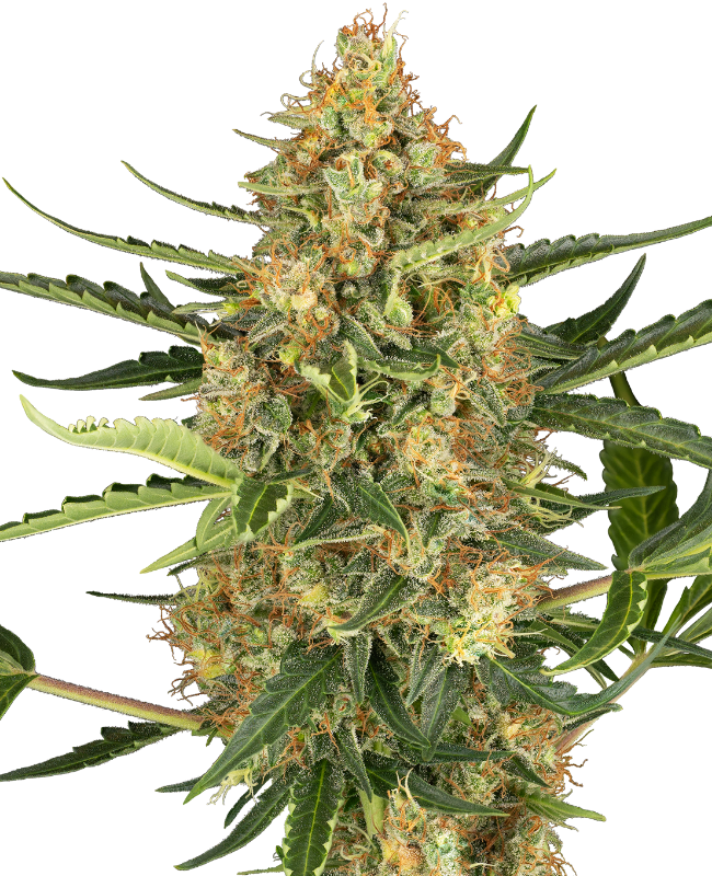 Blueberry Bubblegum Automatic – 3 + 1 Samen (4 Stück) Blueberry Bubblegum Automatic – 3 + 1 Samen (4 Stück)