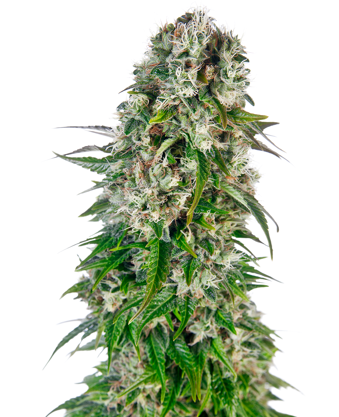 Big Bud Automatic – 3 + 1 Samen (4 Stück)