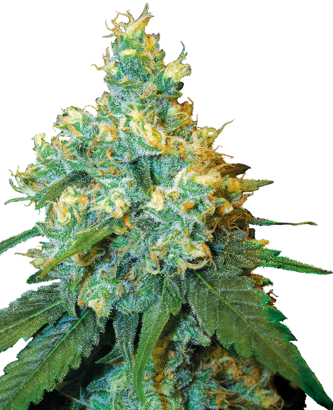 Jack Herer® Feminisiert – 3 + 1 Samen (4 Stück) Jack Herer® Feminisiert – 3 + 1 Samen (4 Stück)