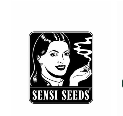 Sensi Seeds Autoflowering Hanfsamen – Einfach, schnell & effektiv