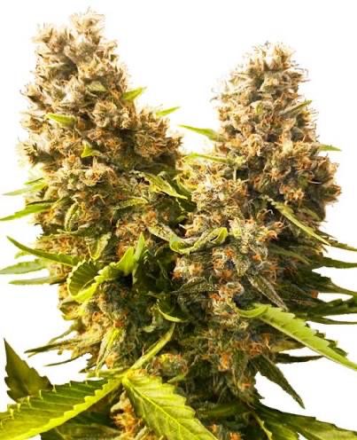 Banana Kush Cake Automatic – Feminisiert  3+ 1 Samen