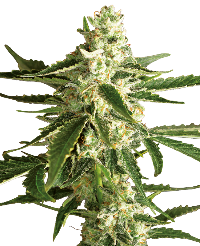 White Diesel Haze Automatic Hanfsamen von White Label 3 + 1 Samen