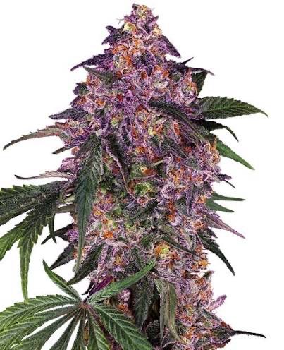 Sensi Purple Kush Feminisiert 3+1 Samen