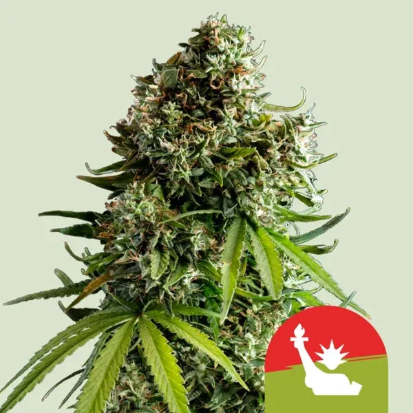 NYC Sour D Auto NY Diesel x Sour Diesel Auto NYC Sour D Auto NY Diesel x Sour Diesel Auto