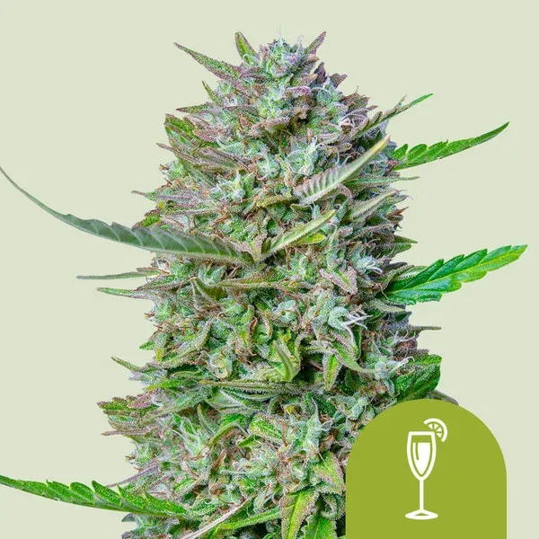 Mimosa Auto aka Purple Mimosa Auto Mimosa Auto aka Purple Mimosa Auto