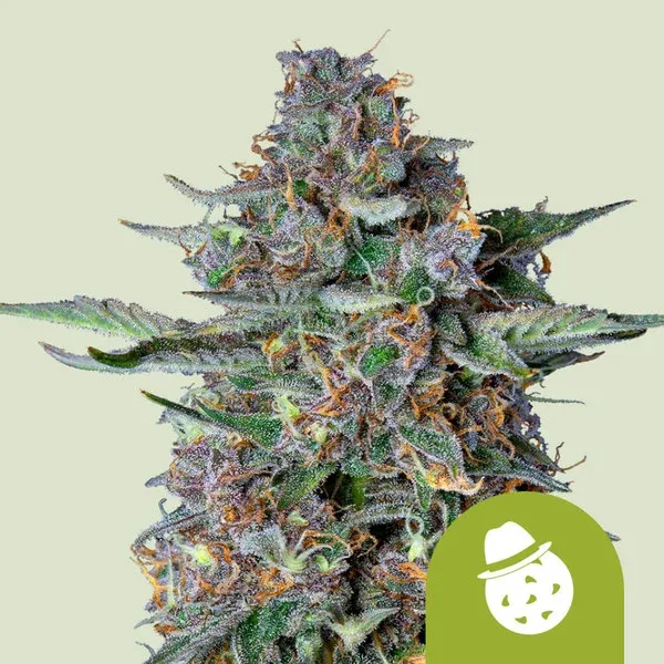 Do-Si-Dos Auto aka Dosidos, Dosi Do-Si-Dos Auto aka Dosidos, Dosi