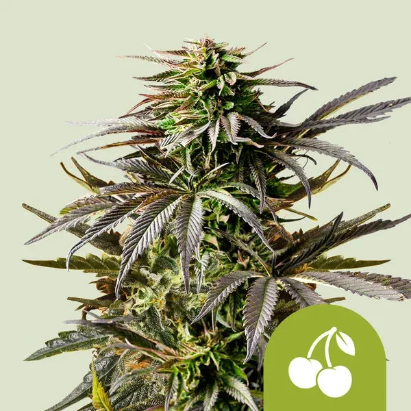 Cherry Pie Auto Cherry Pie x Granddaddy Purple Auto Cherry Pie Auto Cherry Pie x Granddaddy Purple Auto